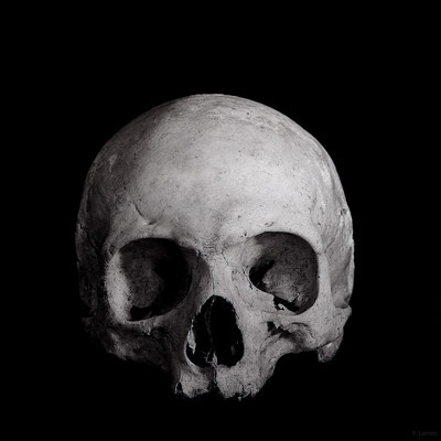 Homo sapiens