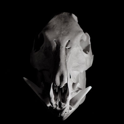 Sus scrofa