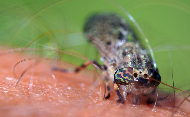 MACRO / Balmer Pascal