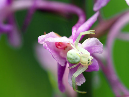 MACRO / Balmer Pascal