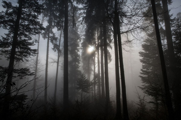 Hieringer Rolf / Jura fast im Nebel