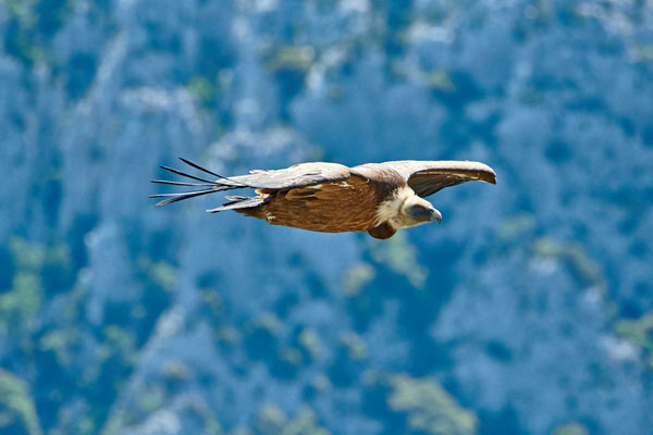 13 Blumer Emil - Gänsegeier im Vorbeiflug