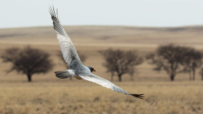 01 Buess Markus - Segler