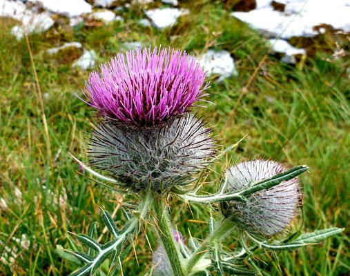 Foto: Dragica Radovanovic