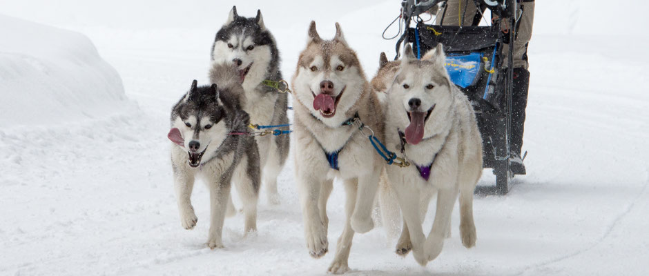 Schlittenhunderennen / Buess Markus