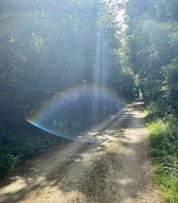 Zürcher Hans - Waldweg