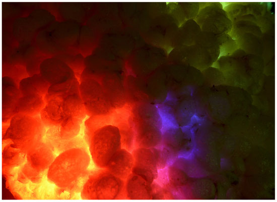 Reiswaffel - Kloiber Arno - Wettb. MACRO 2012