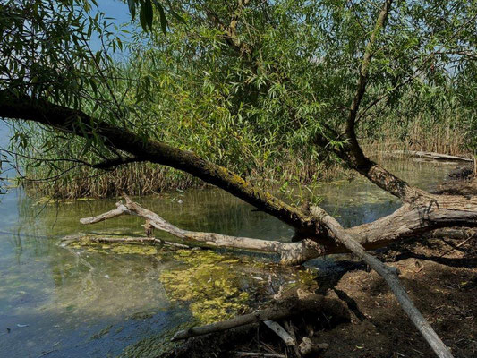 Foto: Hans Zürcher_Dschungel am Murtensee