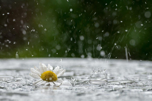 01  Buess Markus - Flowerpower