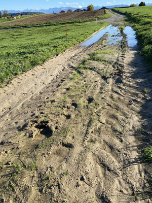 Zürcher Hans - Schlimm