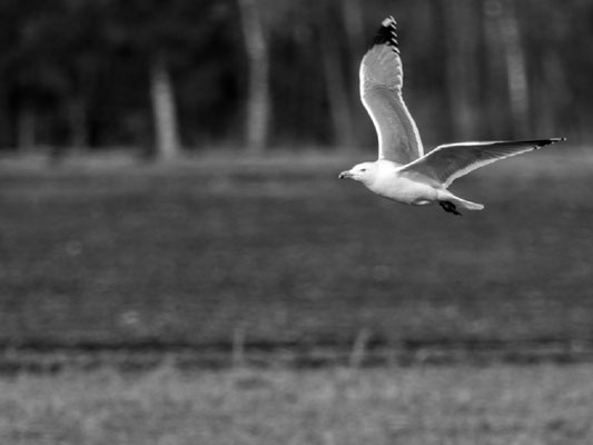 Hecke Bea - Zugeflogen