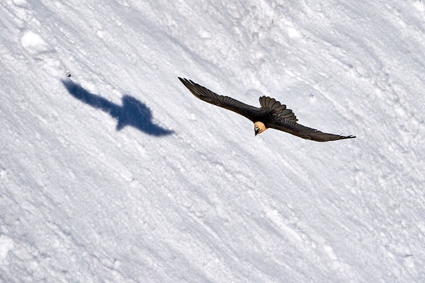 15 Blumer Emil - Bartgeier im Tiefflug