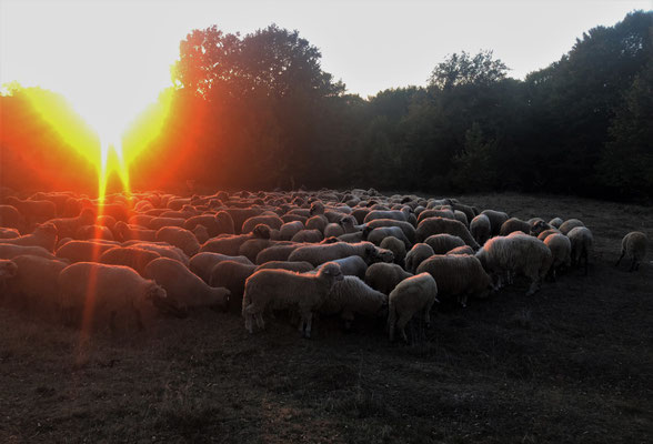 Zuercher Hans - Schafherde