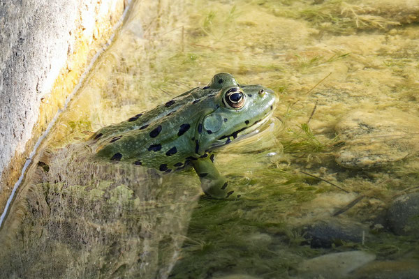  Frosch - Rosenberg Sonja