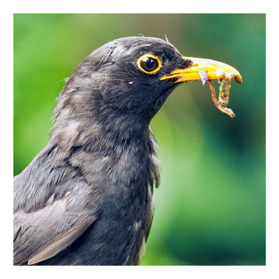 16 Balmer Pascal - Blackbird