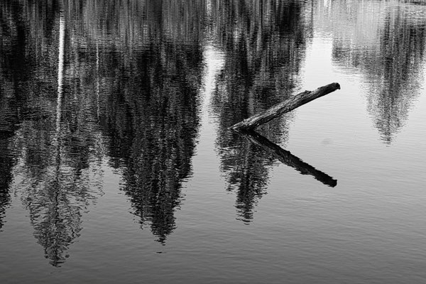 Dahinden Fredy - Stamm sw