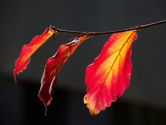 01 feuriger Herbst - Markus Buess