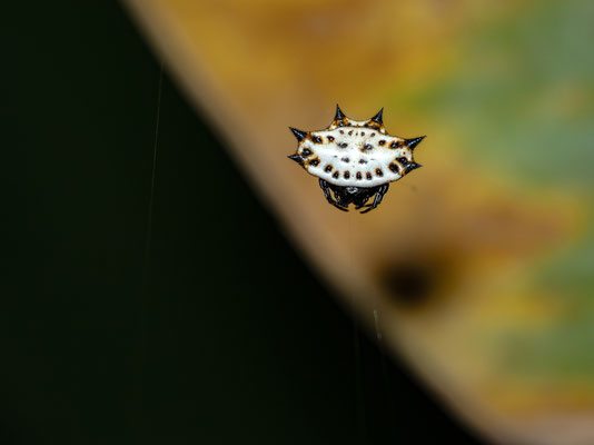  Gasteracantha cancriformis - Costa Rica - Pascal Balmer