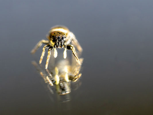 16 Jumping spider - Balmer Pascal