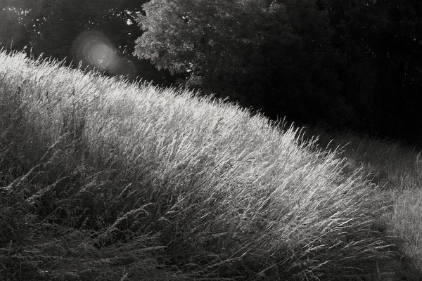 15 Kohler Thomas - Gräser im Gegenlicht 