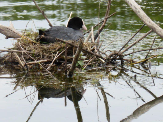 Egger Alice - Spiegelbild Nest