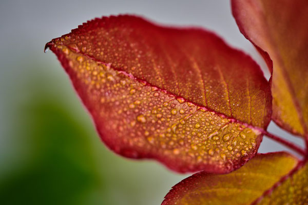 Blumer Emil - Blatt im Regen