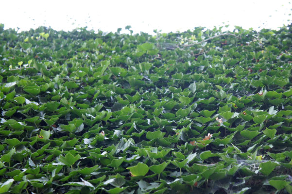 Posten_09_Sarah Descombes