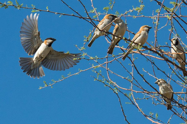 06 Buess Markus - ich auch