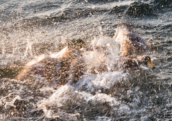 Berchtold Jürg - Kampfenten