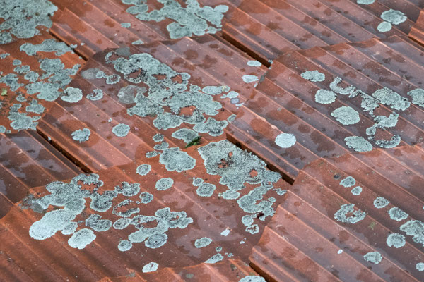 Posten_07_Colette Flück