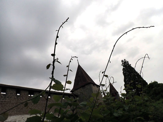 3-1 Radovanovic Mario