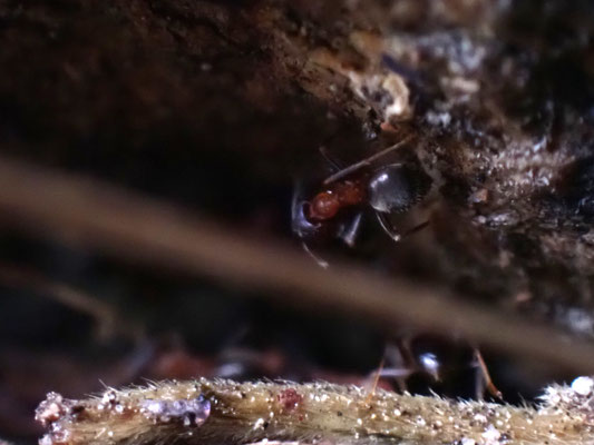 3-1 Radovanovic Mario