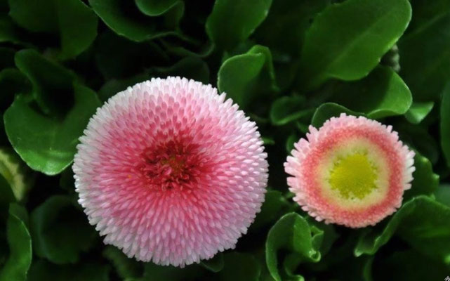 Springflower / Spring Sabine