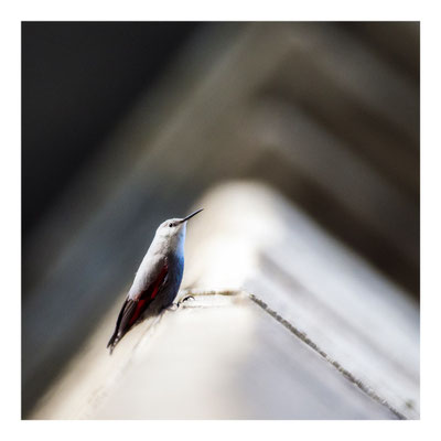 09 Balmer Pascal - Mauer-Läufer