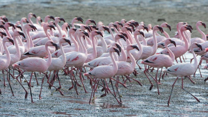 Buess Markus - Flamingo