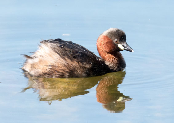 18 Berchtold Jürg - Zwergtaucher