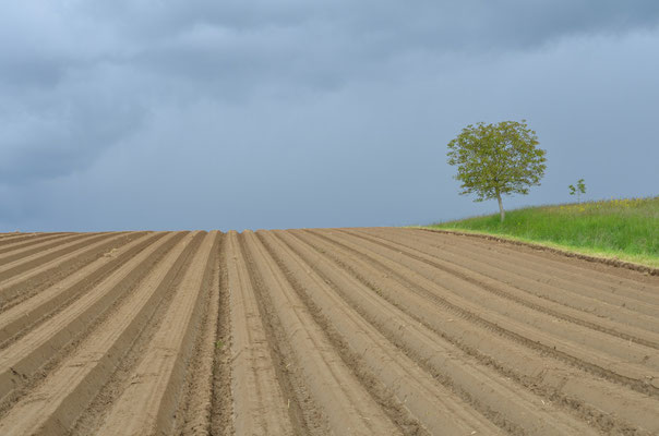 Foto: Arno Kloiber...Kartoffelfeld Möhlin