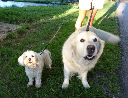 Posten_5_Hans Zürcher