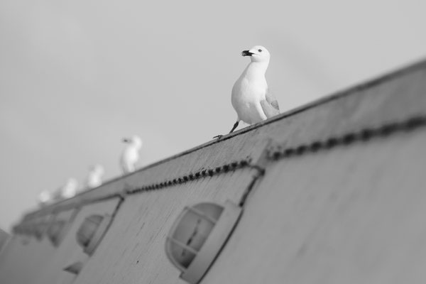 Foto: Rolf Hieringer...Algarve