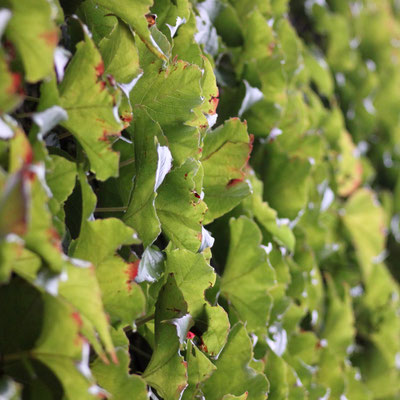 Posten_07_Andrea Rüegg