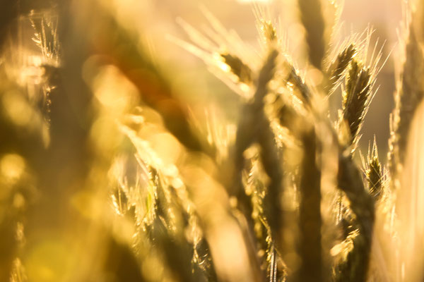 Abrunhosa Jaime - Le blé D'or