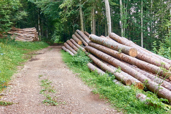 Blumer Emil - Holzweg