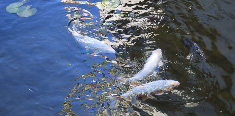 Posten_04_Dragica R.Radovanovic