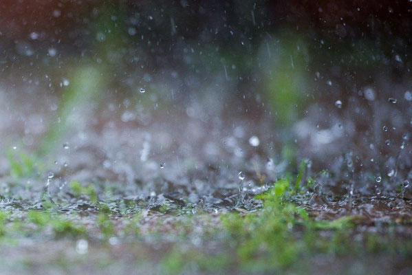 03  Buess Markus - Reigen