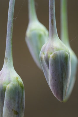  Prärielilie - Rosenberg Sonja