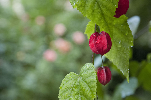 16  Krieg David - rote Laterne