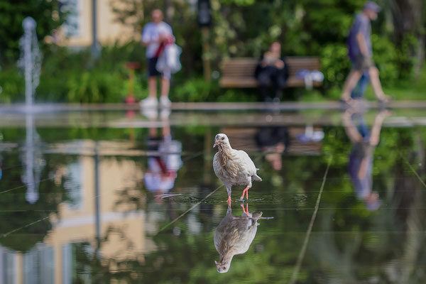 Piller Will - Taubensee