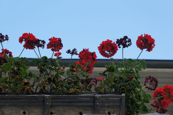 Posten_07_Sarah Descombes