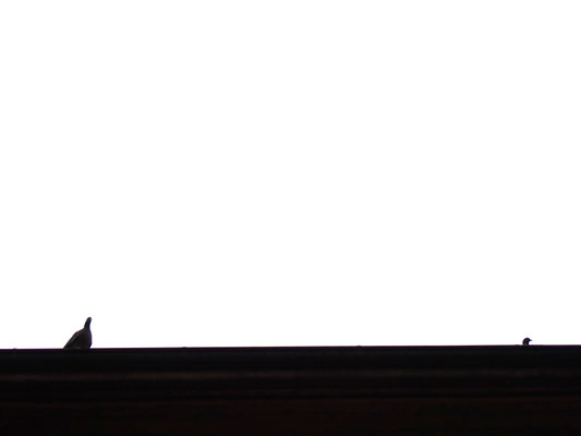 5-1 Radovanovic Mario