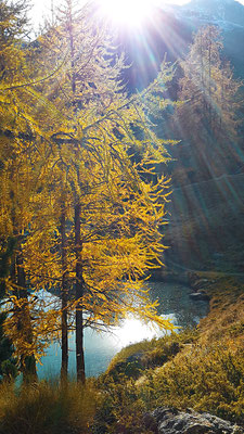 Krieg Barbara - Herbststrahl